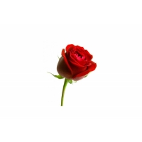 Fresh Single Red Rose